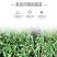 2024年新货红帽蒜苔支持一件代发