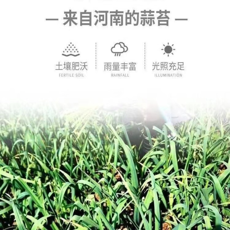 2024年新货红帽蒜苔支持一件代发