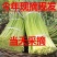 2024年新货红帽蒜苔支持一件代发