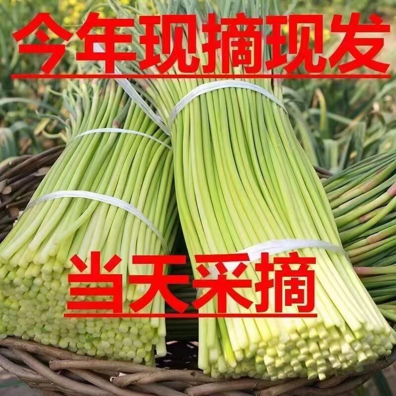 2024年新货红帽蒜苔支持一件代发