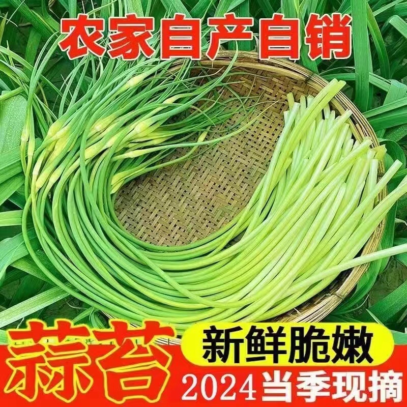 2024年新货红帽蒜苔支持一件代发