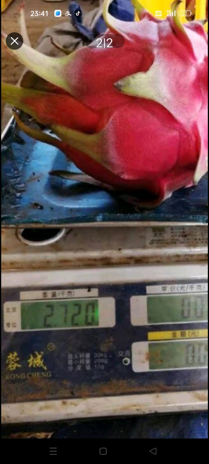 火龙果苗，大红红心火龙果苗，苗棵强壮结大果，包成活