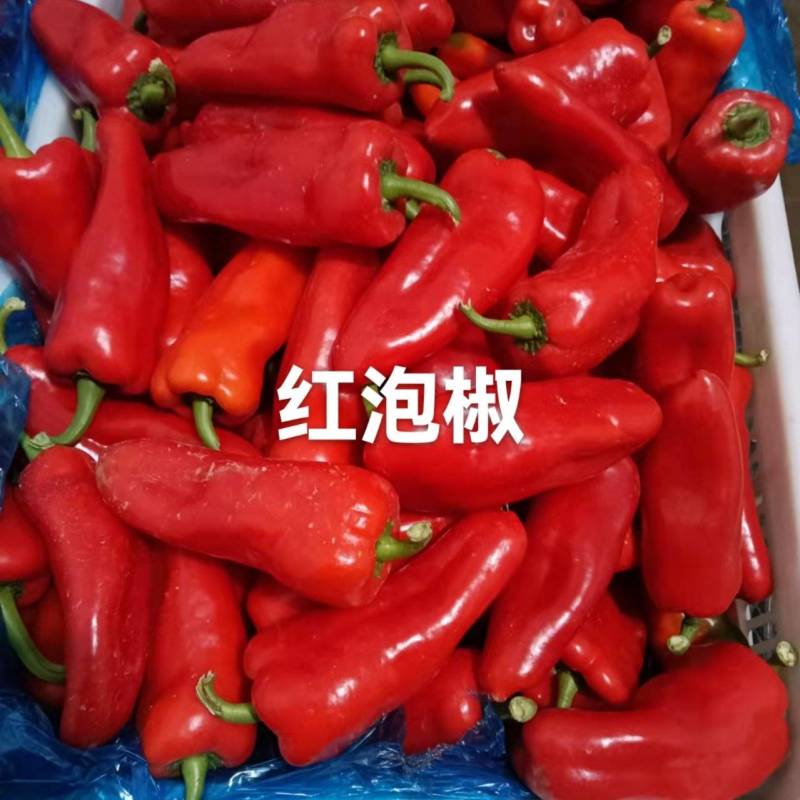 红泡椒山东省聊城市莘县基地直供、货发全国