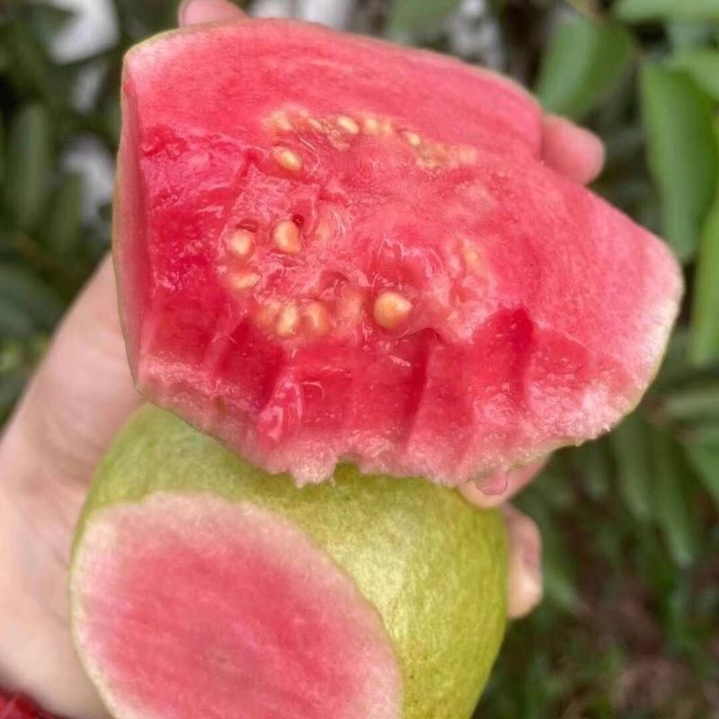广东广西番石榴(芭乐)红心白心货源稳定常年供应可一件代发