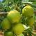 早金酥梨-早酥梨树苗产地现起现发东北耐寒新品种梨树苗