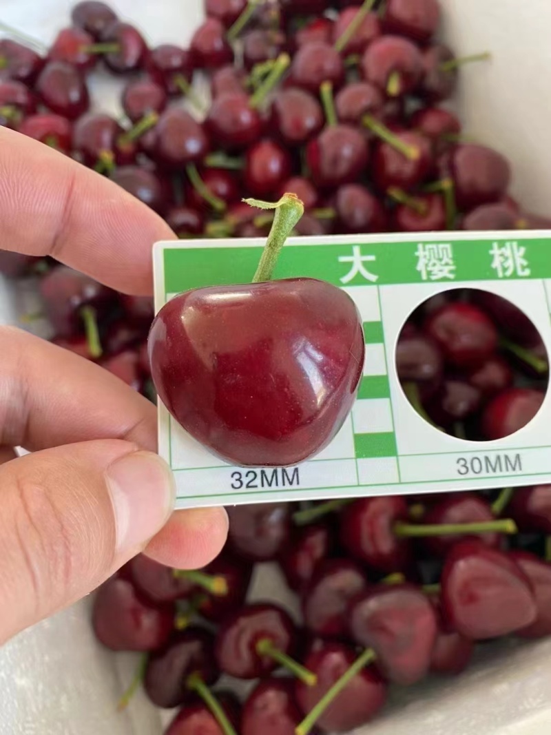 美早樱桃颜色黑硬度高糖分足果型正口感甜欢迎选购。