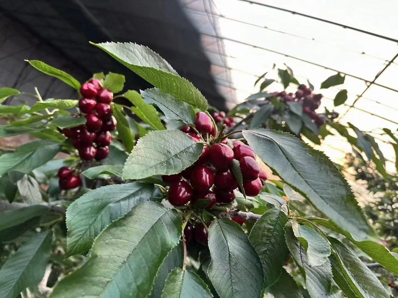 美早樱桃颜色黑硬度高糖分足果型正口感甜欢迎选购。
