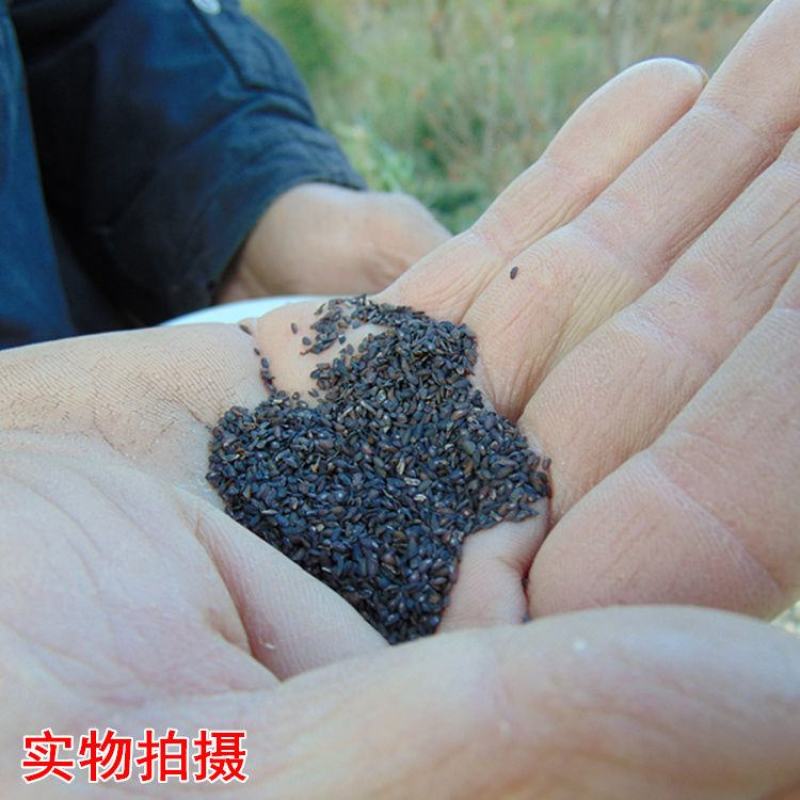【野生车前子】无硫车前子500克袋装当季新货多规格包邮