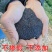 【野生车前子】无硫车前子500克袋装当季新货多规格包邮