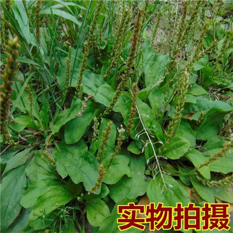 【野生车前子】无硫车前子500克袋装当季新货多规格包邮