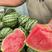早春红玉西瓜，皮薄口感特甜，单果平均三斤左右，大量供应