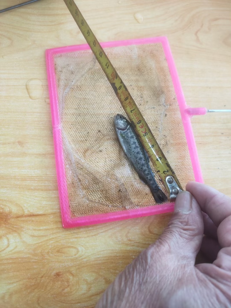 虹鳟.金鳟鱼苗价格便宜，有质量保证提供技术方面支持
