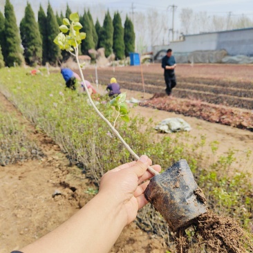 盆栽丁香苗，紫丁香工程苗，坤盛苗木基地批发