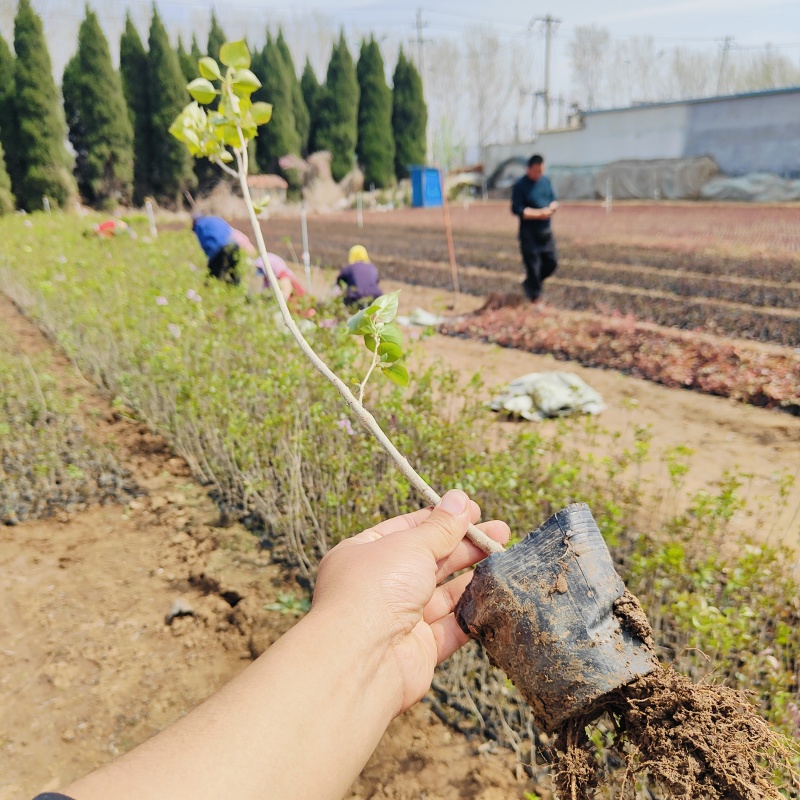 盆栽丁香苗，紫丁香工程苗，坤盛苗木基地批发