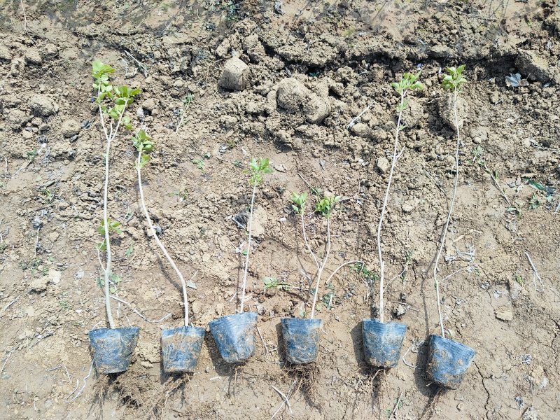 盆栽丁香苗，紫丁香工程苗，坤盛苗木基地批发