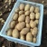 【精品土豆】山东黄心土豆大量供应一手货源充足量大从优咨询