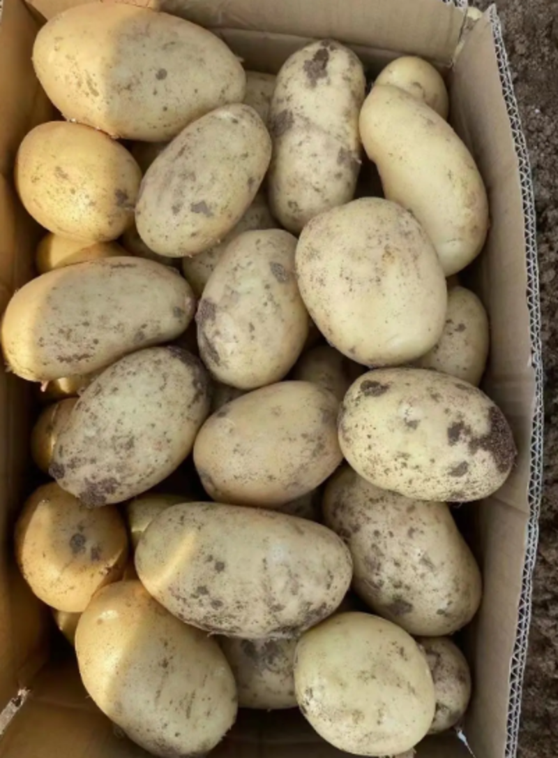 精品黄心土豆即将上市品质保证产地现挖现发支持视频看货