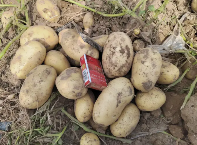 精品黄心土豆即将上市品质保证产地现挖现发支持视频看货