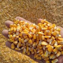 北大荒集团二级玉米出售