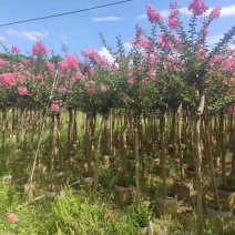 红火箭紫薇/小叶紫薇5～10公分基地直销欢迎来电咨询