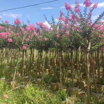 红火箭紫薇/小叶紫薇5～10公分基地直销欢迎来电咨询