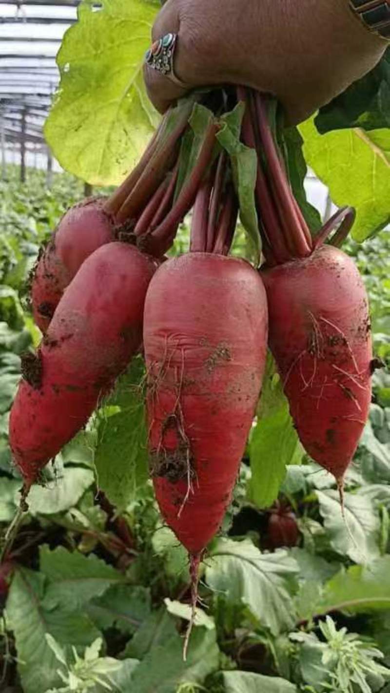 山东红皮萝卜，品质严选，货量充足，精品上市，欢迎各地采购