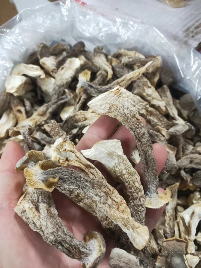 广东精品鹿茸菇干，个大肥厚，可批发零售货源充足