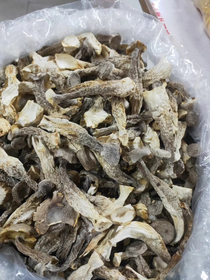 广东精品鹿茸菇干，个大肥厚，可批发零售货源充足