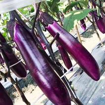 交精品紫茄子，产地直供，诚信经营。支持视频