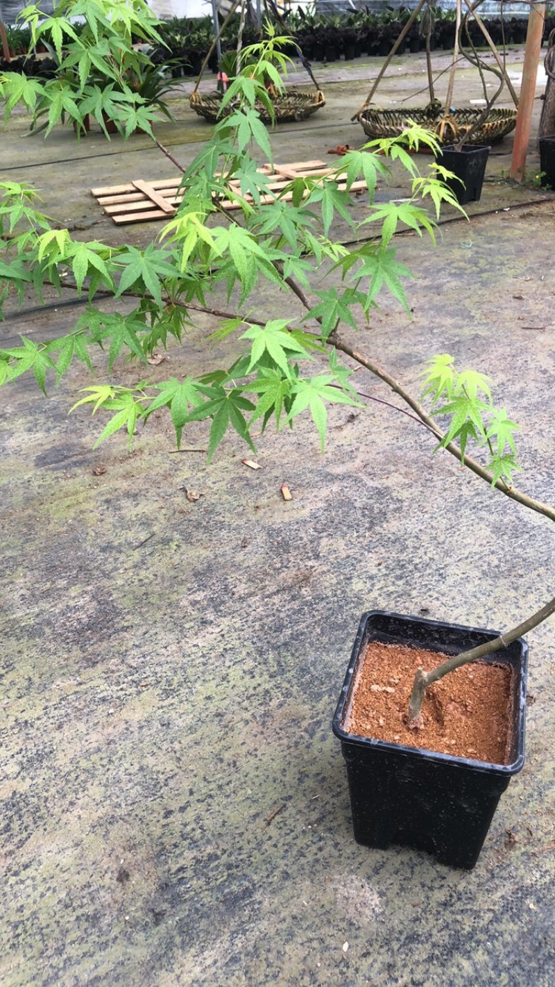 流泉枫造型枫树