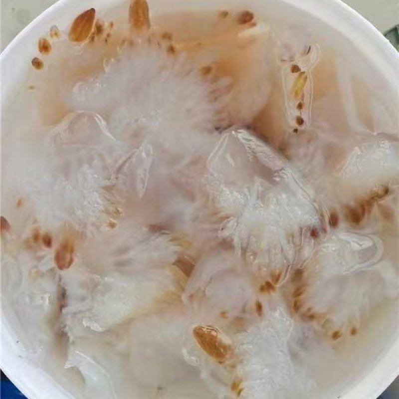 精品海蜇头海蜇丝海蜇货源充足量大从优质量保证欢迎咨询