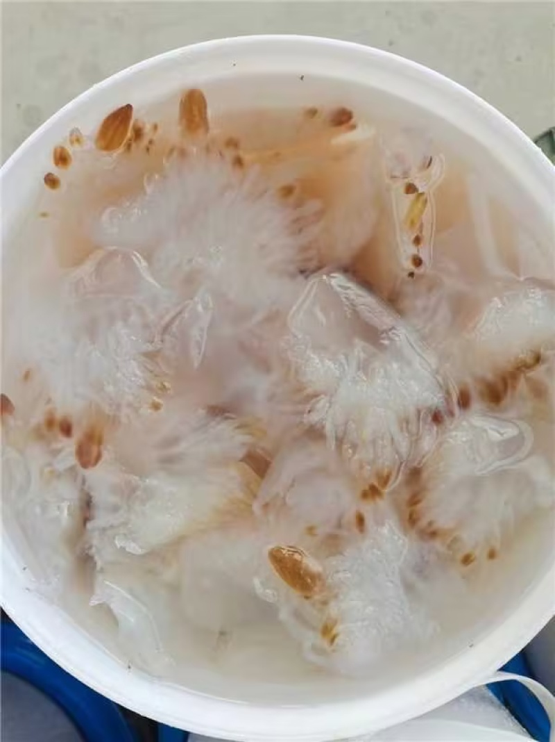 精品海蜇头海蜇丝海蜇货源充足量大从优质量保证欢迎咨询