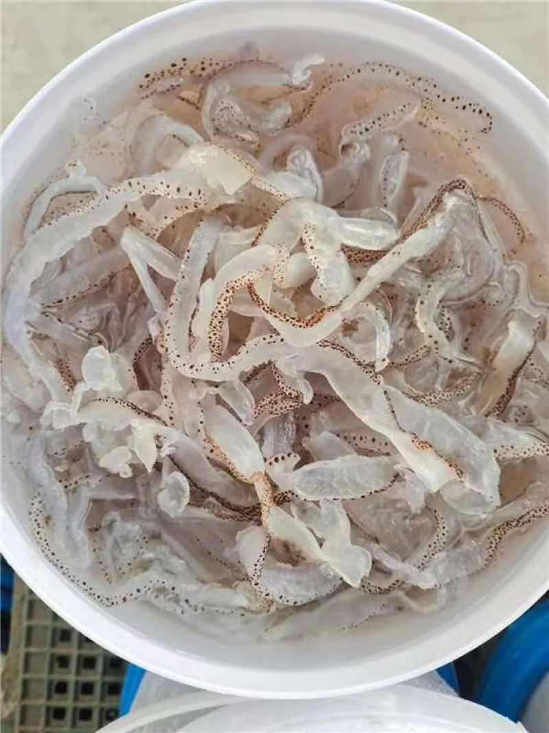 精品海蜇头海蜇丝海蜇货源充足量大从优质量保证欢迎咨询