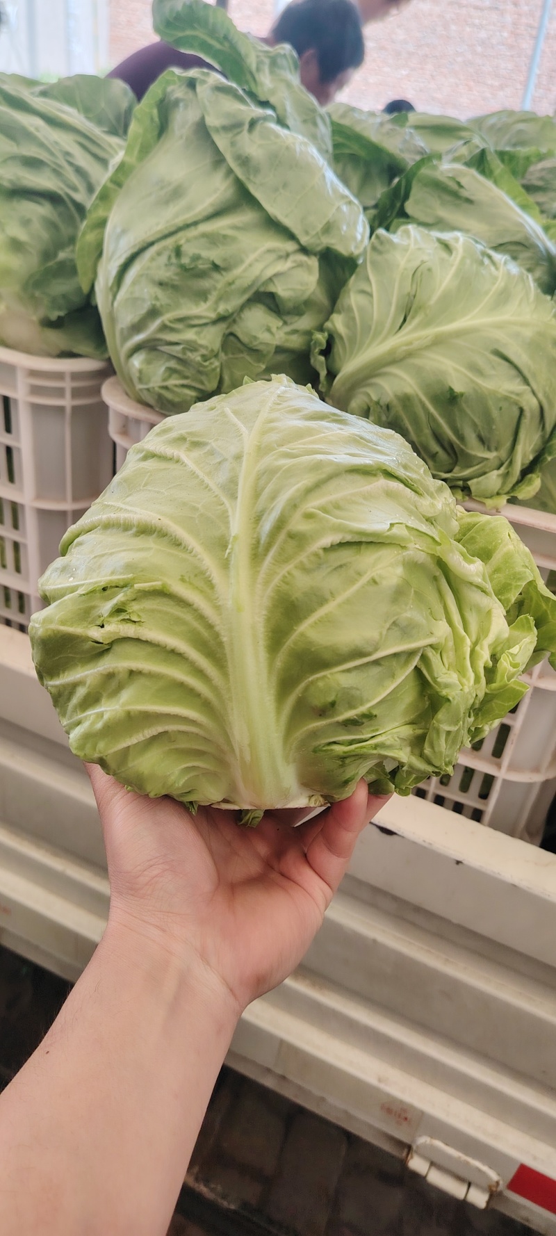 甘蓝