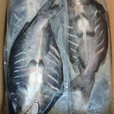 开背腌制翻骨清江鱼700-900g