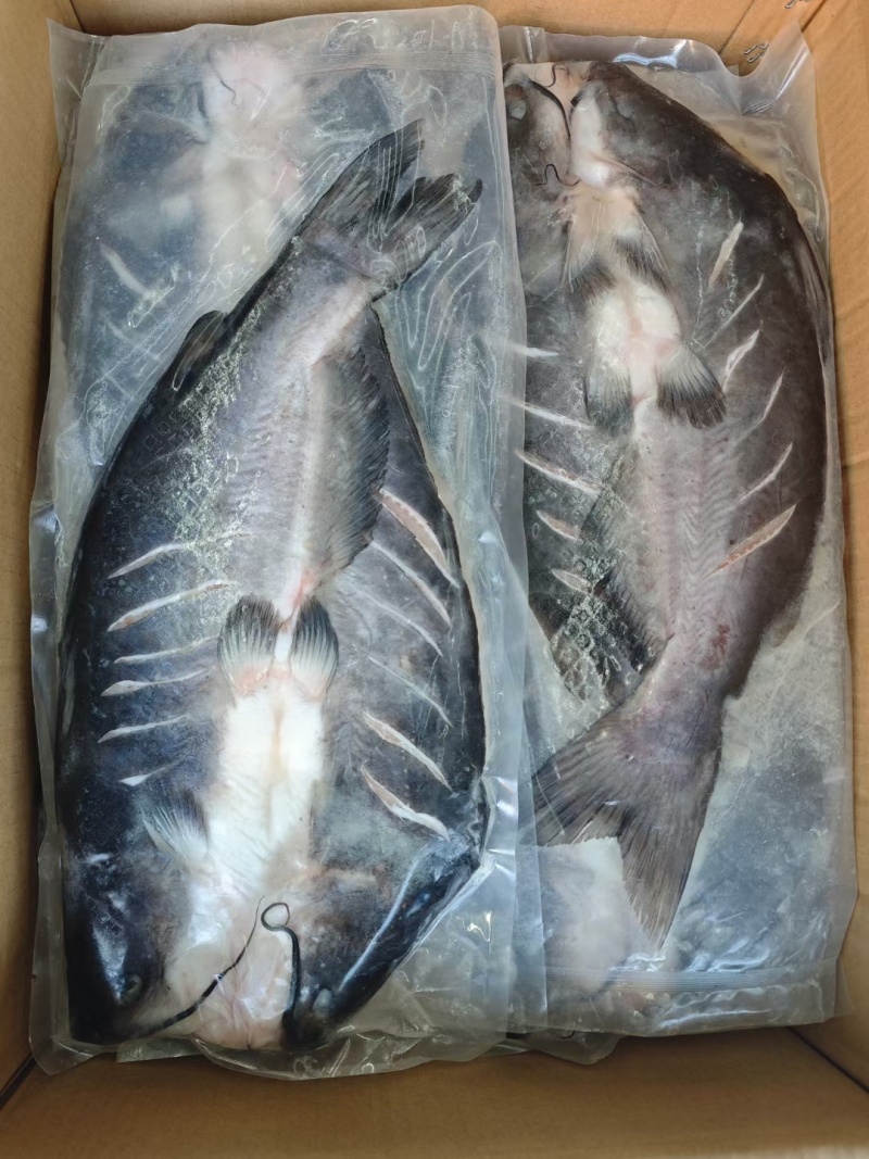 开背腌制翻骨清江鱼700-900g
