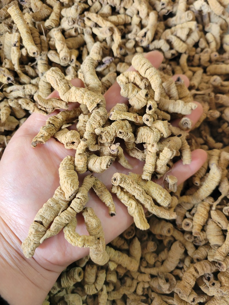 巴戟巴戟天巴戟肉多种规格大货供应七彩百草中药材批发