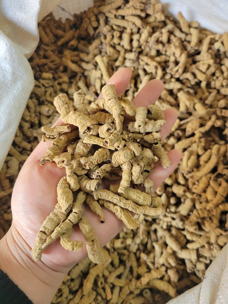 巴戟巴戟天巴戟肉多种规格大货供应七彩百草中药材批发
