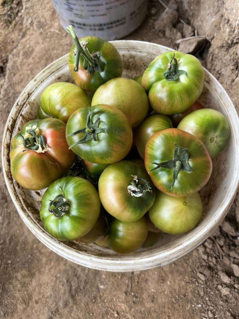 正宗铁皮草莓柿子新鲜当季生吃水果碱地绿腚番茄🍅