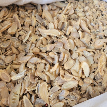 郁金货干无杂质多种规格大货供应七彩百草中药材批发