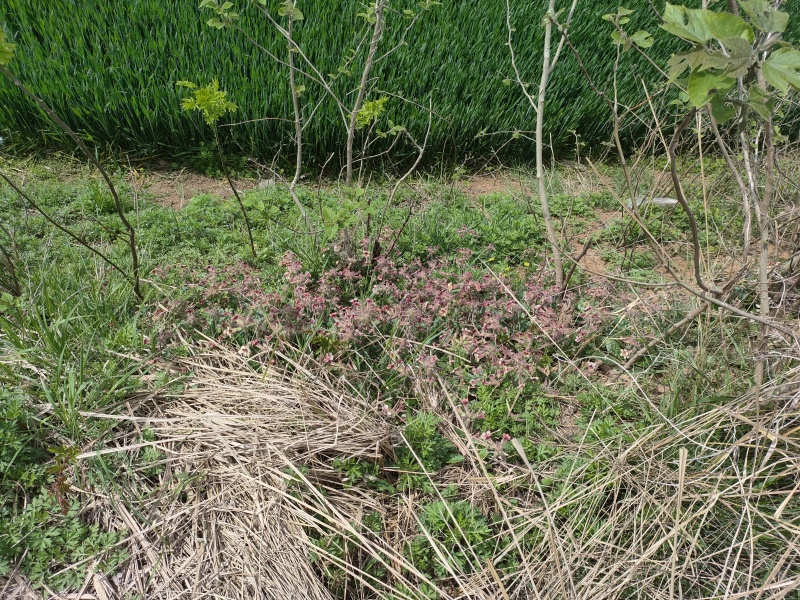 十年野生生地黄