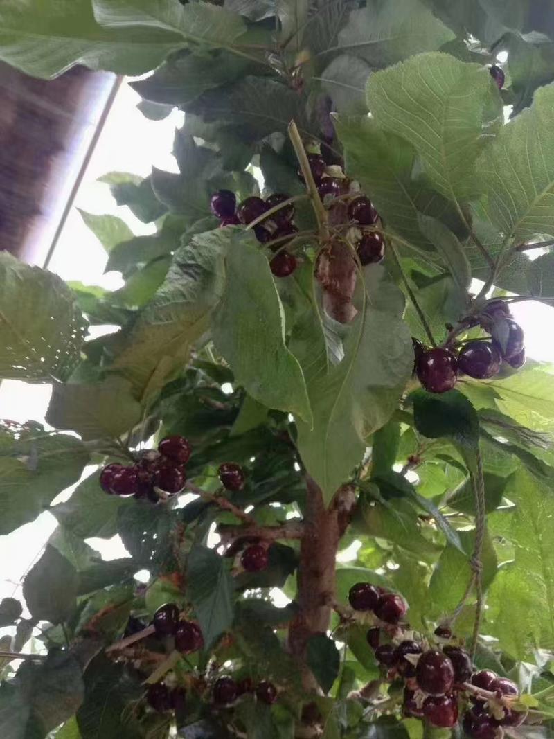 黑珍珠车厘子天然水果无农药口感好对接全国市场