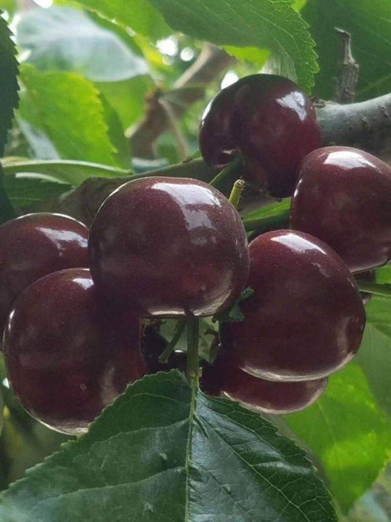 黑珍珠车厘子天然水果无农药口感好对接全国市场