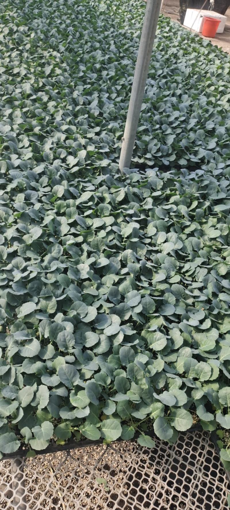 西兰花苗