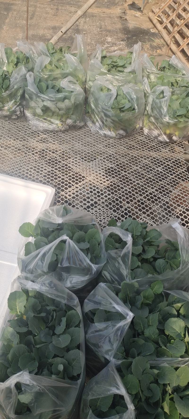 西兰花苗