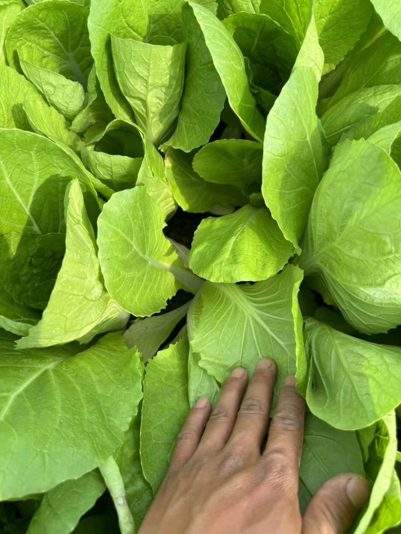 山东快菜/大量供货质量保证价格优惠欢迎致电