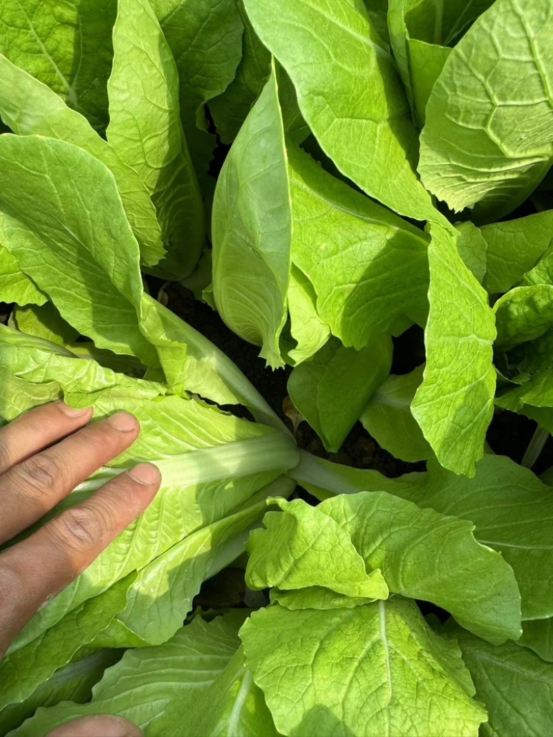 山东快菜/大量供货质量保证价格优惠欢迎致电