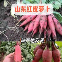 山东红皮萝卜，大量出货中，严选品质，货源充足稳定