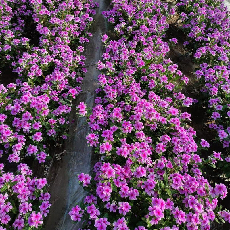 长春花种子天天开花期长多年生花海庭院室内阳台盆栽花卉花草