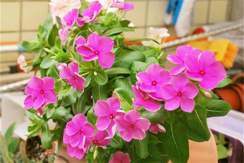 长春花种子天天开花期长多年生花海庭院室内阳台盆栽花卉花草